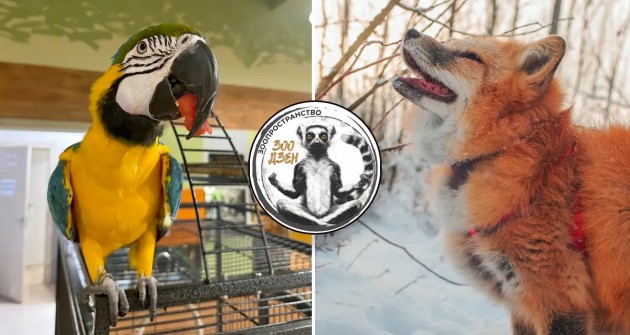 Транссексуал аралар